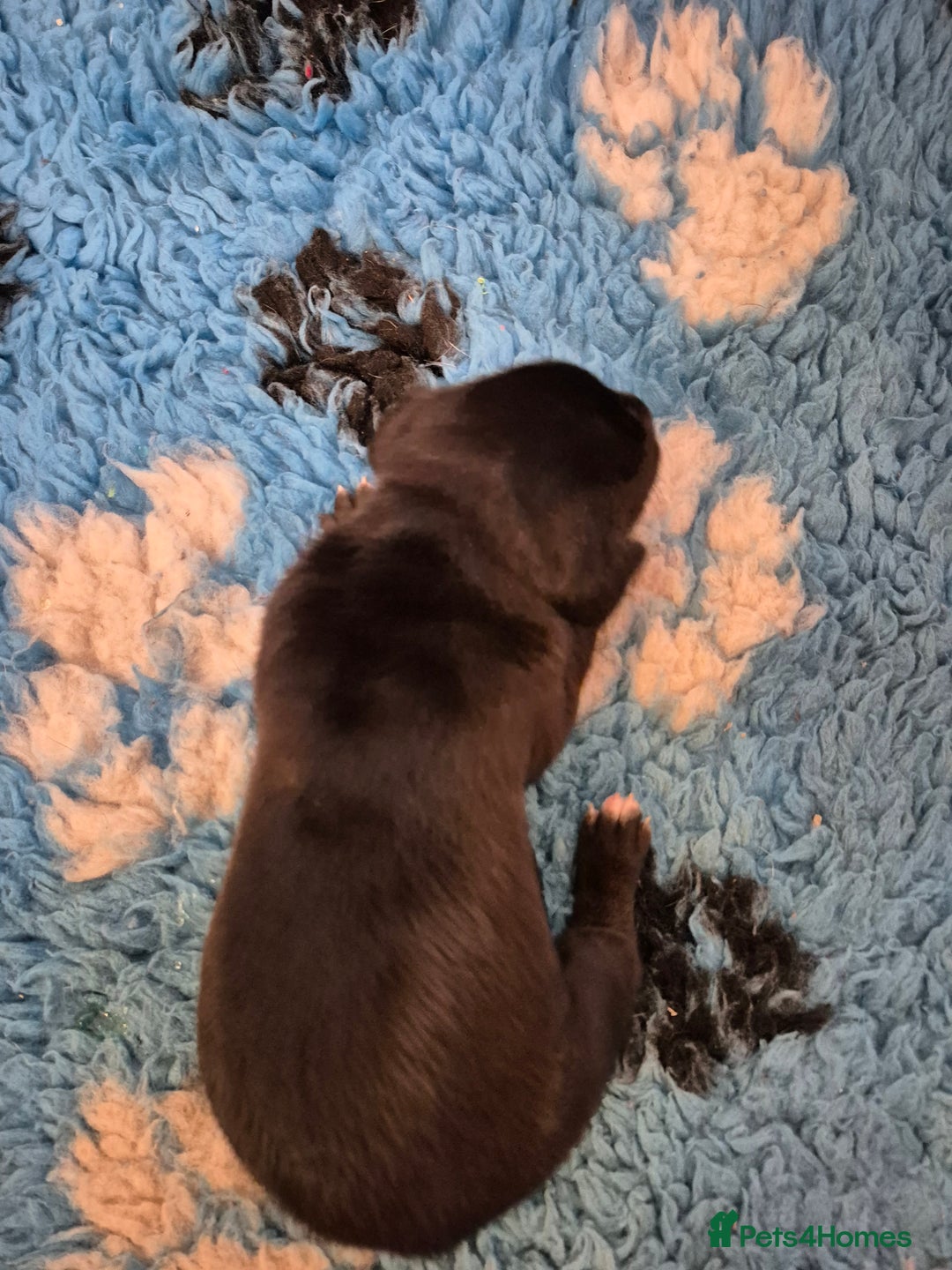 Great Dane dogs for sale: Pedigree Great Dane babies  - Advert 10