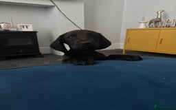 Mixed Breed dogs for sale: 6 month old Rocco - Image 7