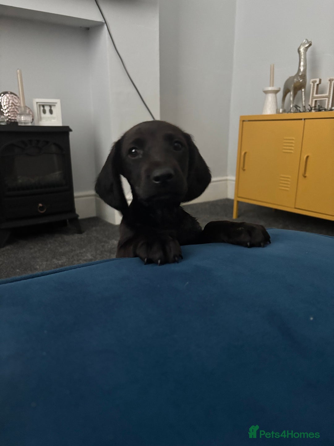 Mixed Breed dogs for sale: 6 month old Rocco - Image 7