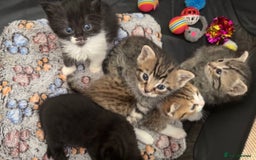 Persian cats for sale: Shorthair Doll face Persian X British longhair  - Image 1