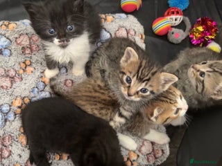 Persian cats - Advert 1