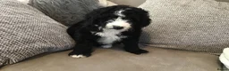 Bernedoodle dogs for sale: AMAZING BERNEDOODLE PUPPIES - Advert 13