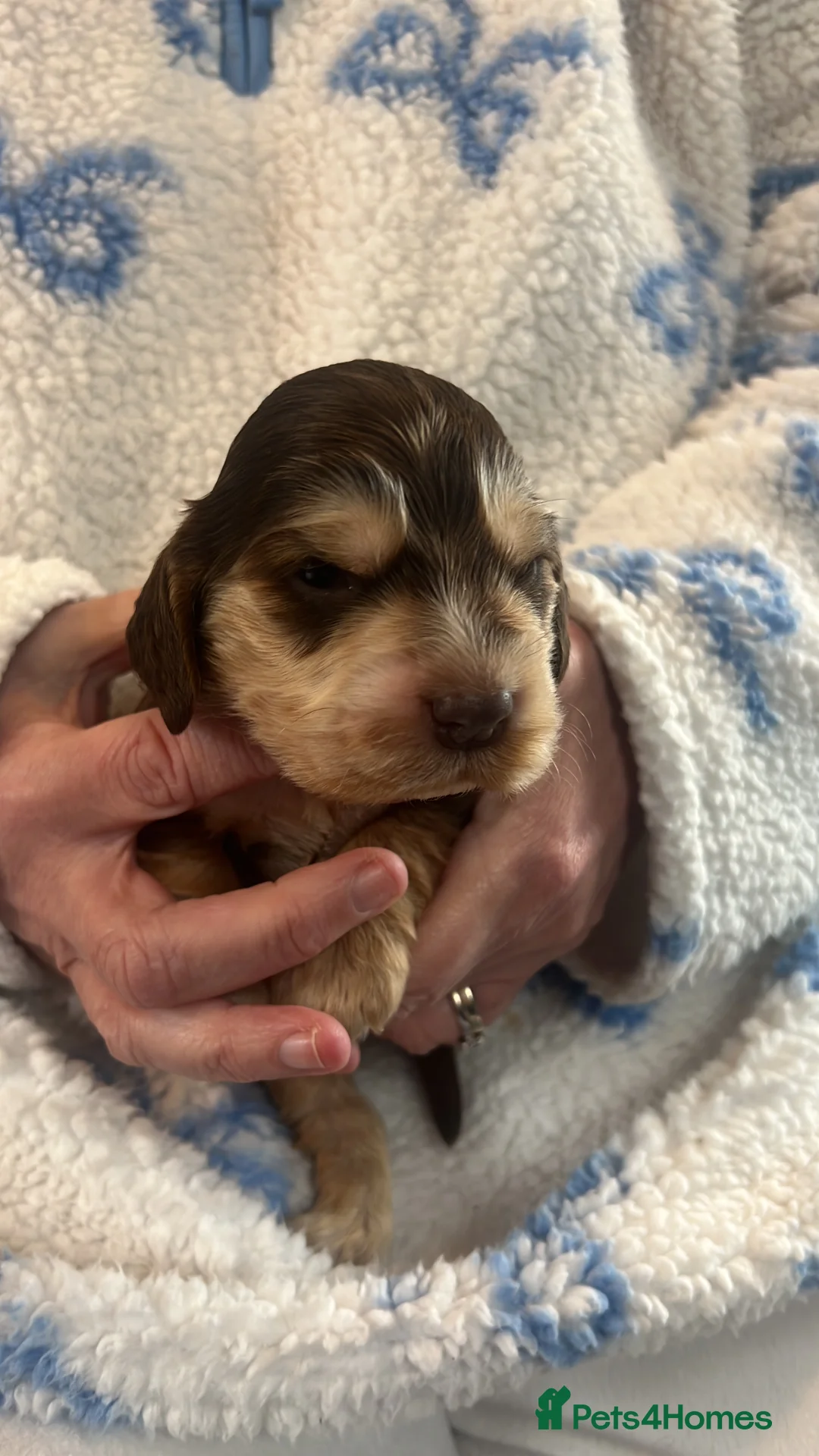 Cocker Spaniel dogs for sale: KC REG SHOW TYPE. HEALTH TESTED PARENTS  - Advert 2