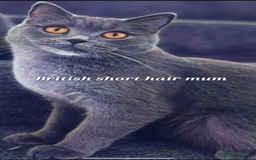 British Shorthair cats for sale: Boy & Girl British Shorthair kittens  - Image 7