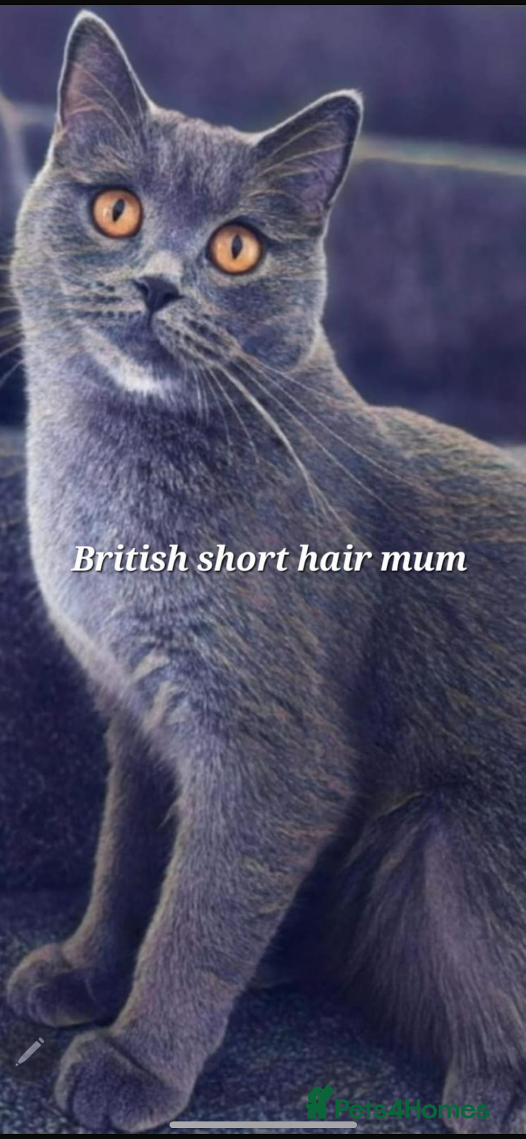British Shorthair cats for sale: Boy & Girl British Shorthair kittens  - Image 7