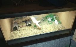 Gecko reptiles for sale: Gizmo the geko - Image 3