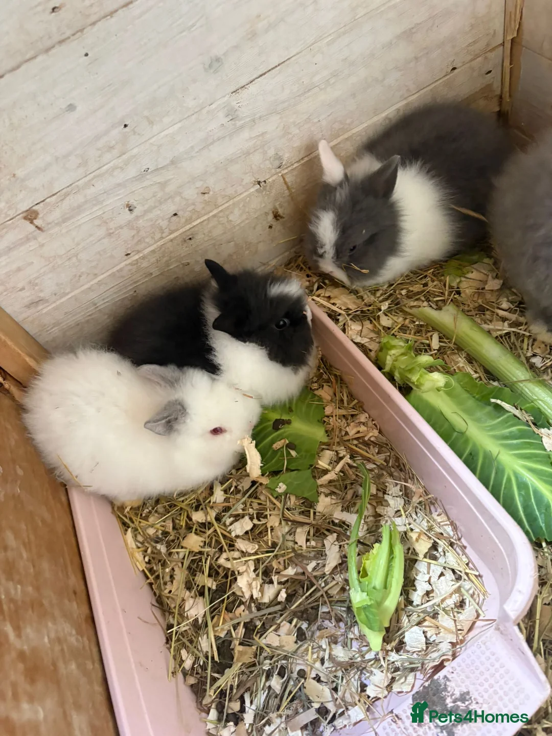 Lionhead rabbits for sale: Baby double main lionhead bunnies for sale  - Advert 8