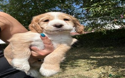 Cocker Spaniel dogs for sale: 3 golden cocker spaniels looking for loving homes - Image 1