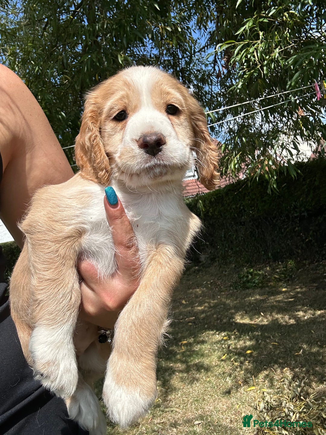 Cocker Spaniel dogs for sale: 3 golden cocker spaniels looking for loving homes - Image 1