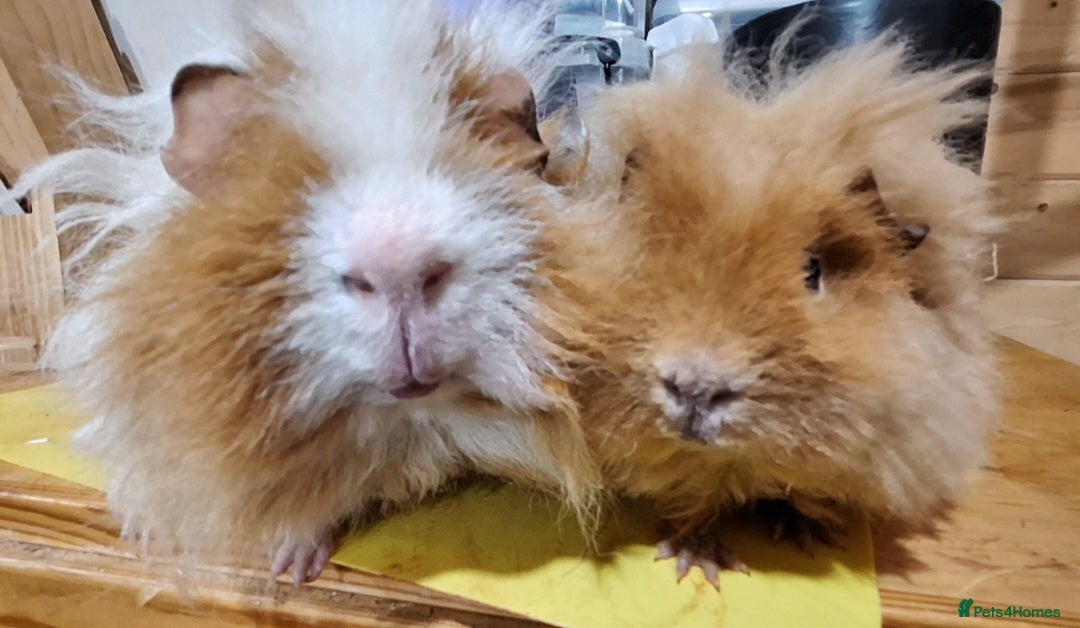 Guinea Pig rodents Pair of Guinea pig boars ( boys) ready now  - Advert 9