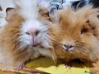 Guinea Pig rodents Pair of Guinea pig boars ( boys) ready now - Advert 9