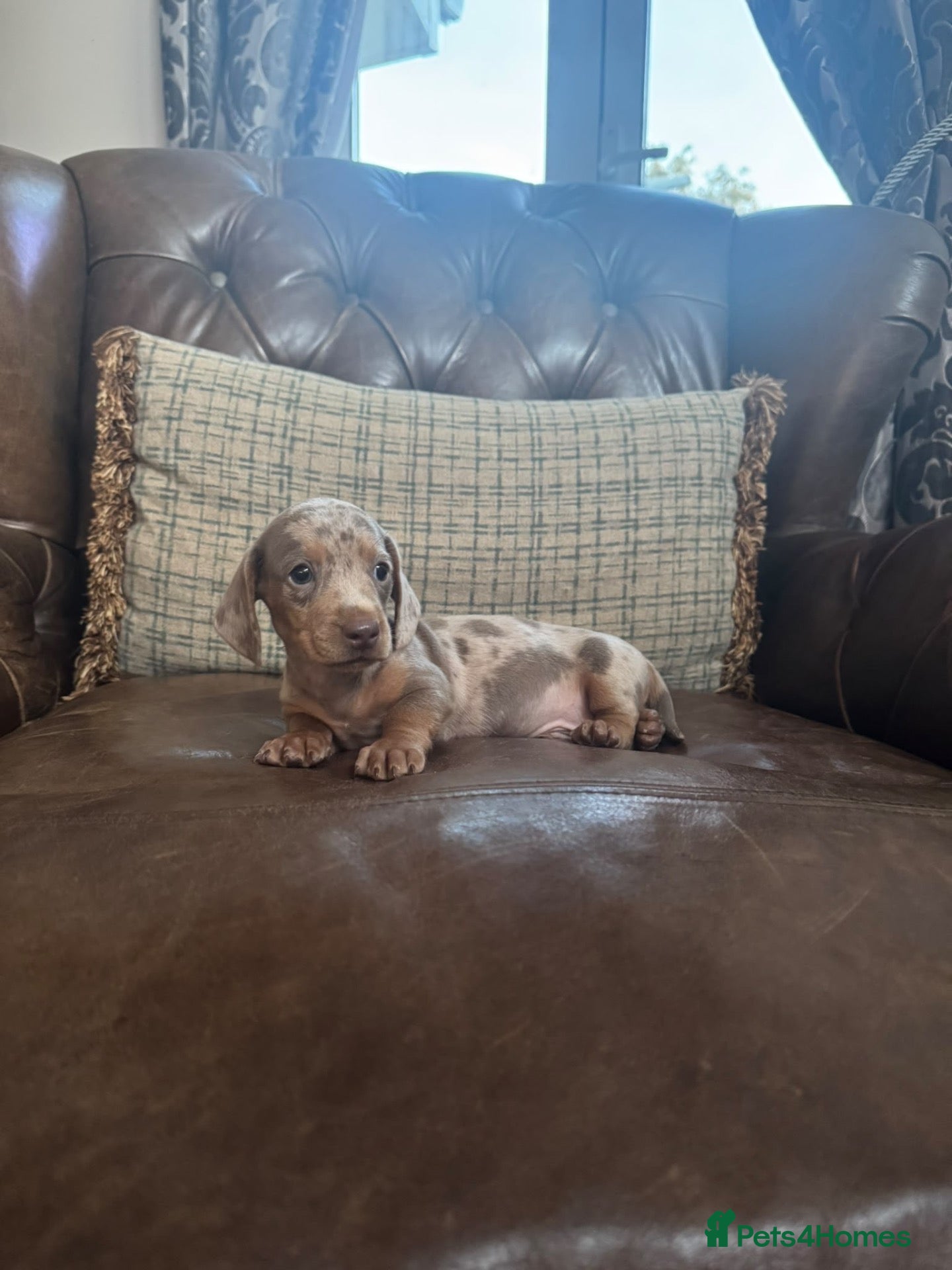 Miniature Dachshund dogs Miniature Dachshund Puppies  - Advert 1