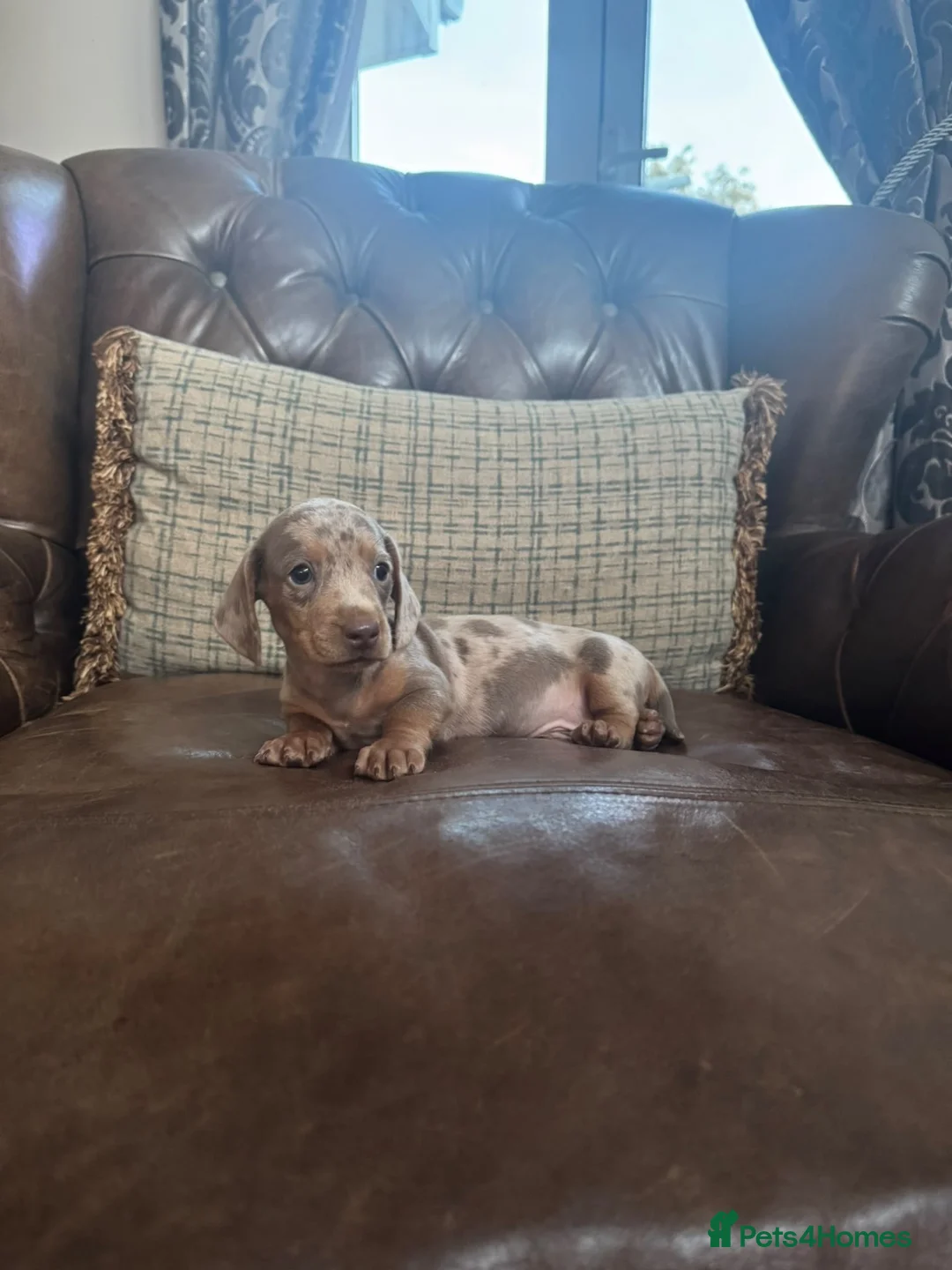 Miniature Dachshund dogs for sale: Miniature Dachshund Puppies  - Advert 1