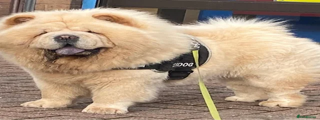 Ghost (khabib)