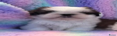 Shih Tzu 2