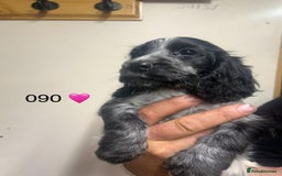 Cocker Spaniel dogs for sale: Blue Roan and Blue Roan & Tan - Image 25