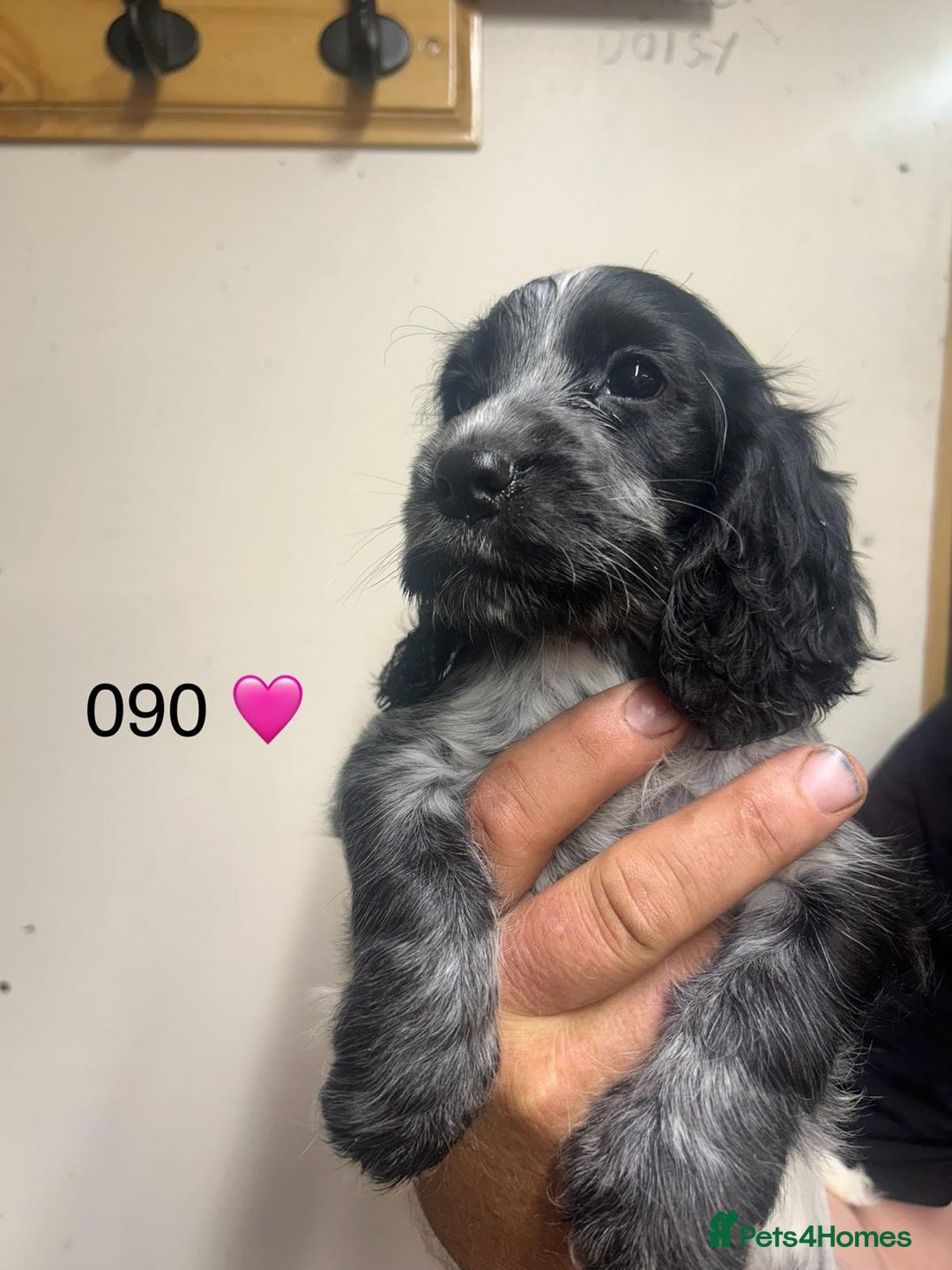Cocker Spaniel dogs for sale: Blue Roan and Blue Roan & Tan - Image 25