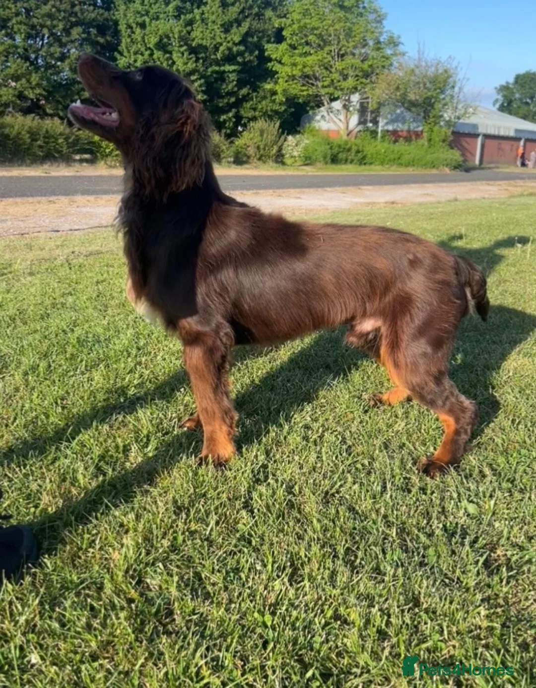 Cocker Spaniel dogs for sale: 🐶💫Traditional Working Cocker pups🐶💫 in Middlewich - Advert 13