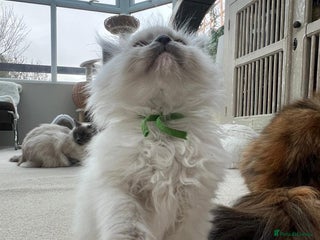 Ragdoll cats 100% Pure ragdoll kittens - Advert 1