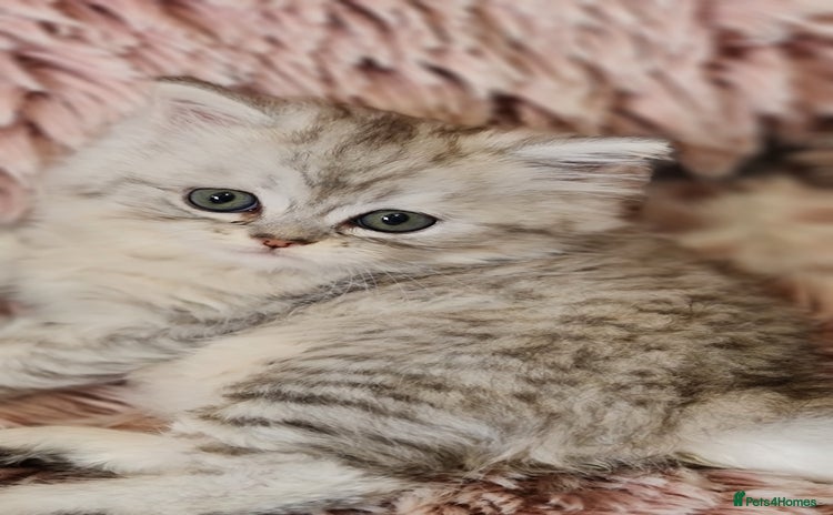 Persian cats - Advert 1
