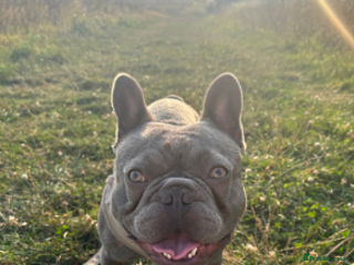 French Bulldog dogs 1 Year old Male French Bulldog. - Advert 2