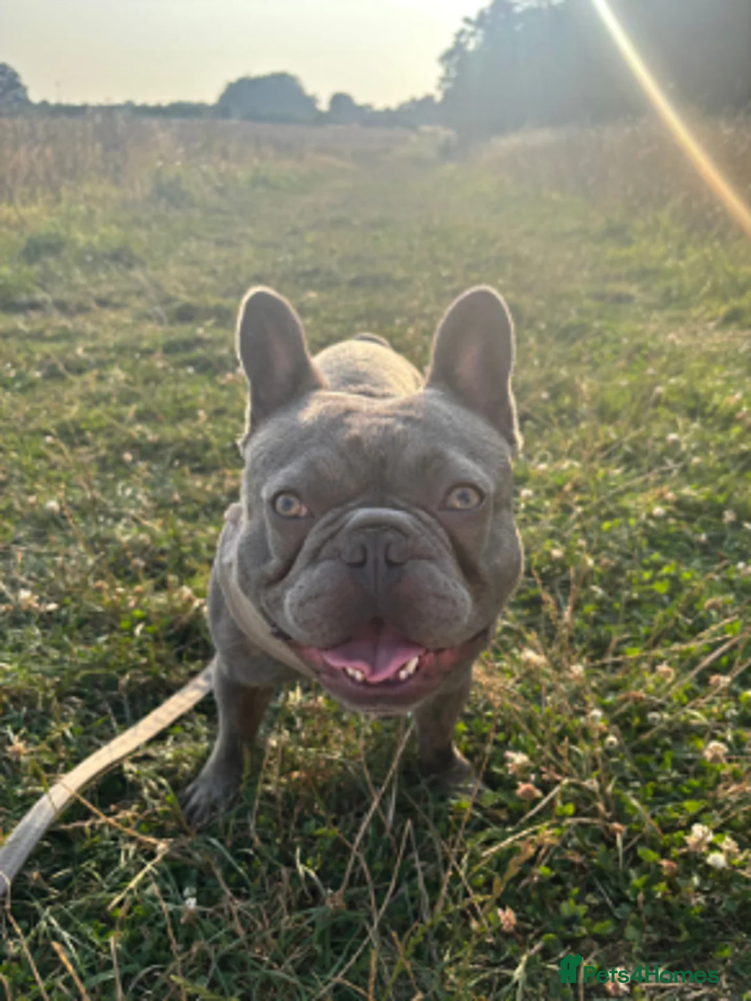 French Bulldog dogs for sale: 1 Year old Male French Bulldog.  - Advert 1