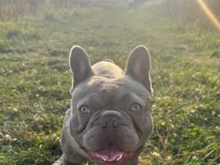 French Bulldog dogs 1 Year old Male French Bulldog. - Advert 12