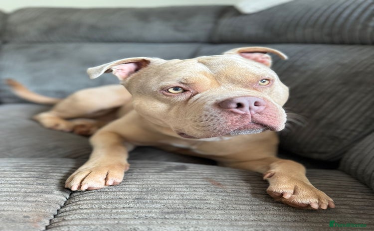 American Bully dogs Eddie needs a new home!  - Advert 1