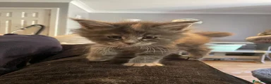 Maine Coon 6