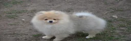 Pomeranian dogs for sale: Bentley – Beautiful Silver-Toned Pomeranian Boy 🐾 - Advert 32