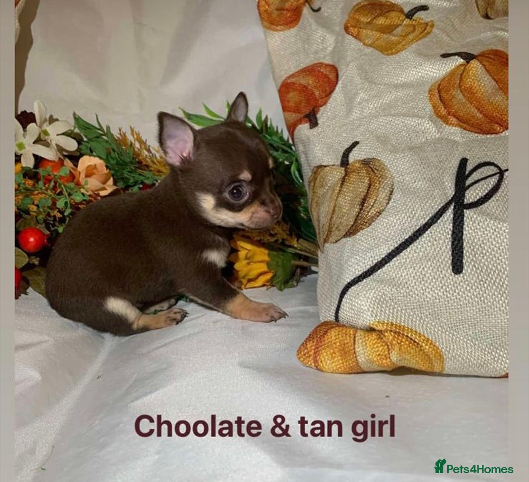 Chihuahua dogs for sale: Tiny chihuahua puppies  - Image 12