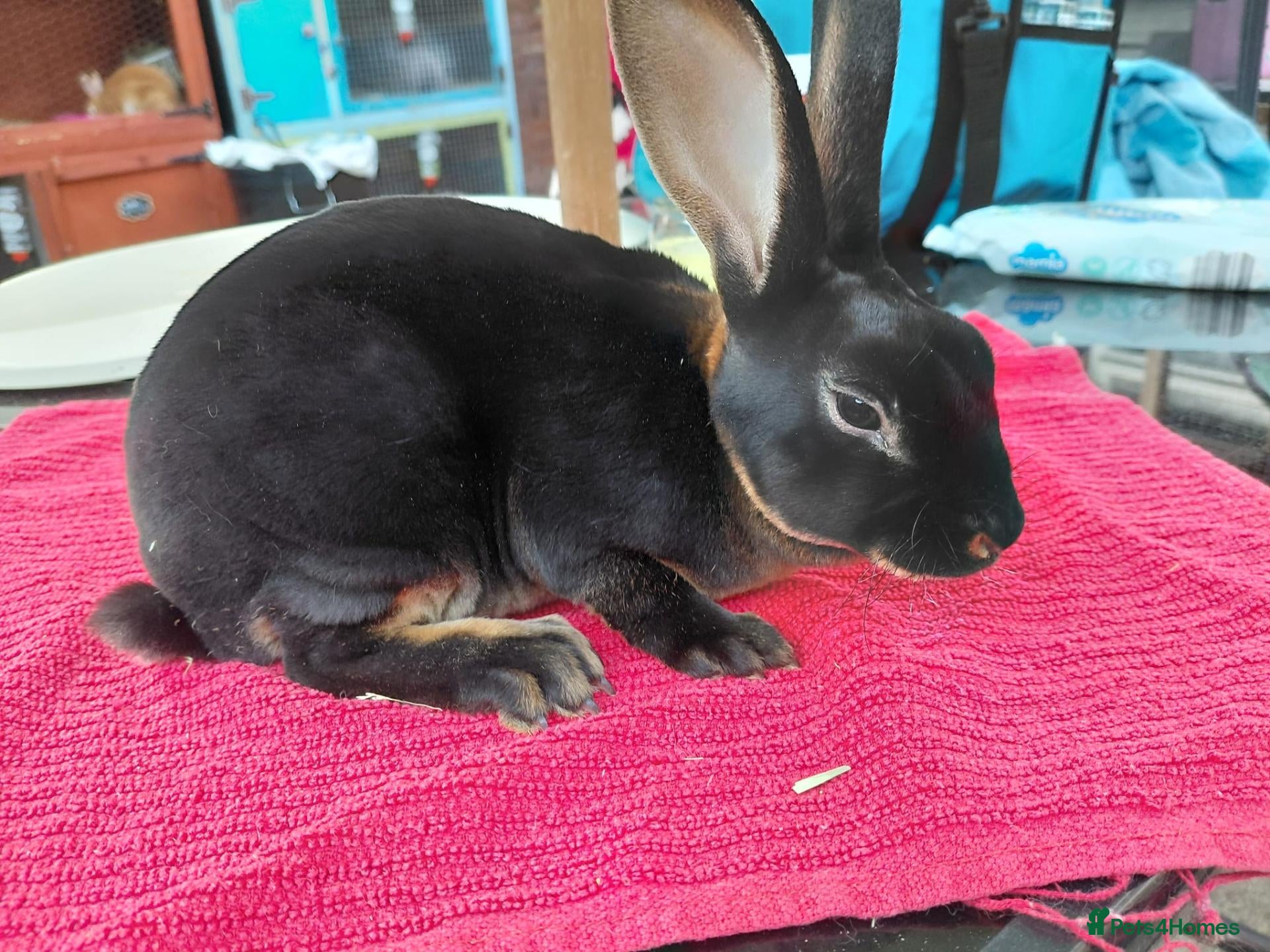 Rex rabbits Mini Rex - Advert 1