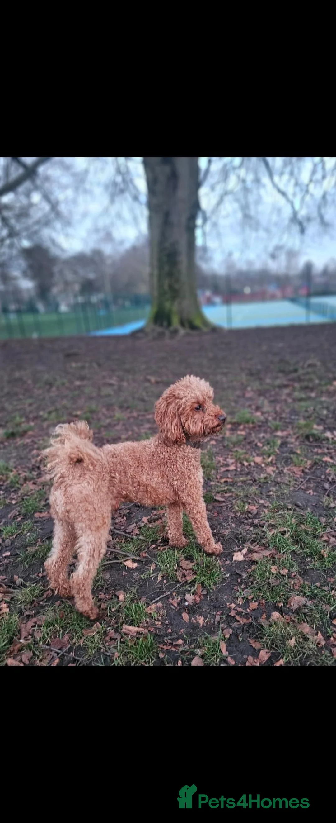 Toy Poodle dogs for stud: TOY POODLE BOY FOR STUD - Advert 2