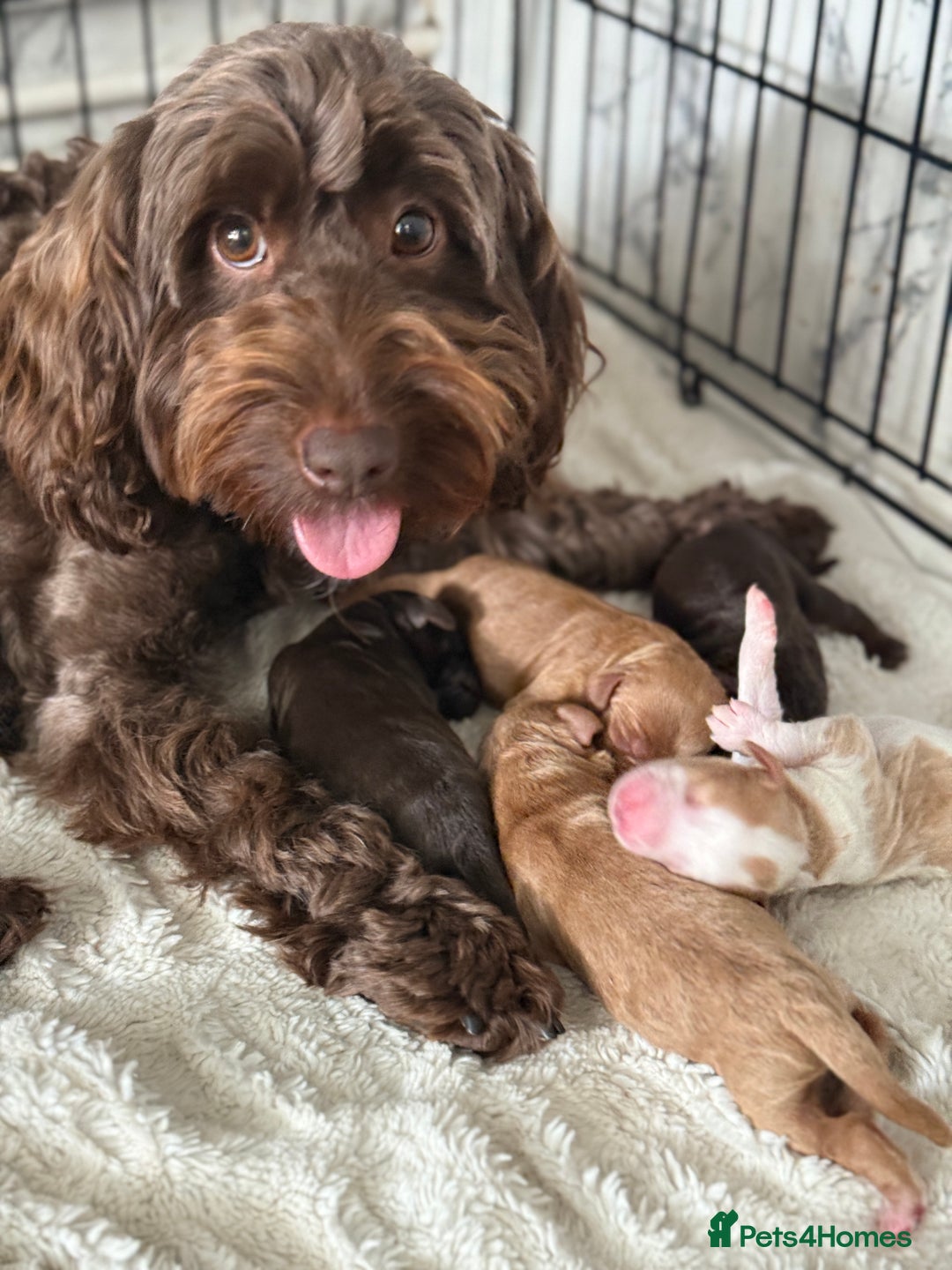 Cockapoo dogs for sale: 🐾3 girls 2 boys available🐾 - Image 4
