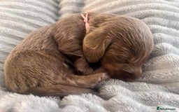 Miniature Dachshund dogs for sale: 🖤🐶Beautiful Miniature Dachshund Puppies🖤🐶!! - Image 32