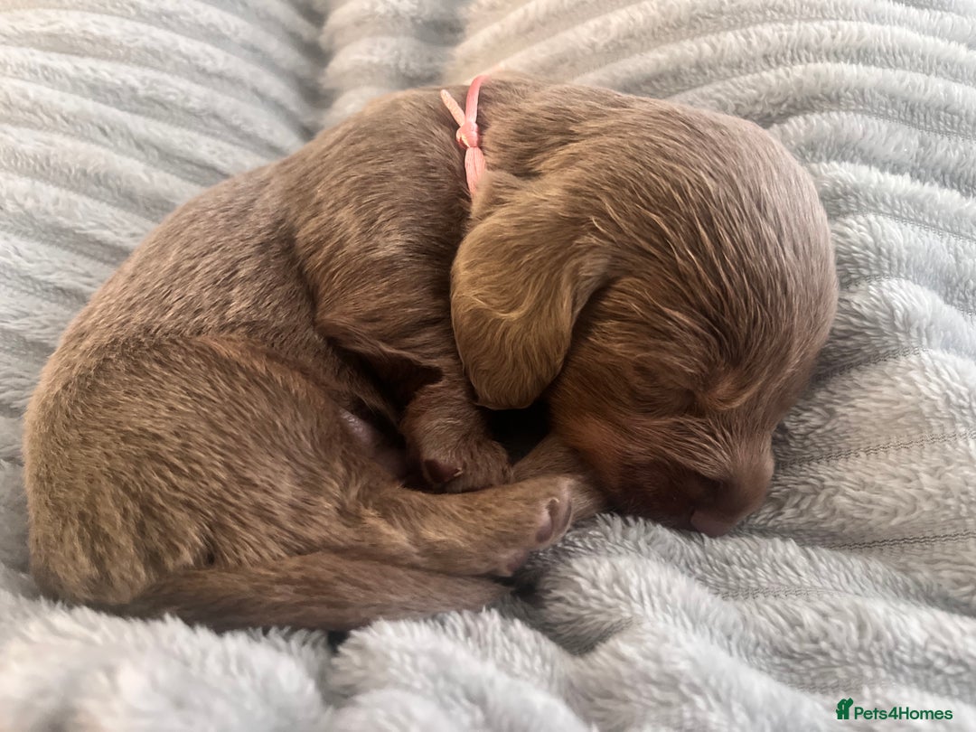 Miniature Dachshund dogs for sale: 🖤🐶Beautiful Miniature Dachshund Puppies🖤🐶!! - Image 32