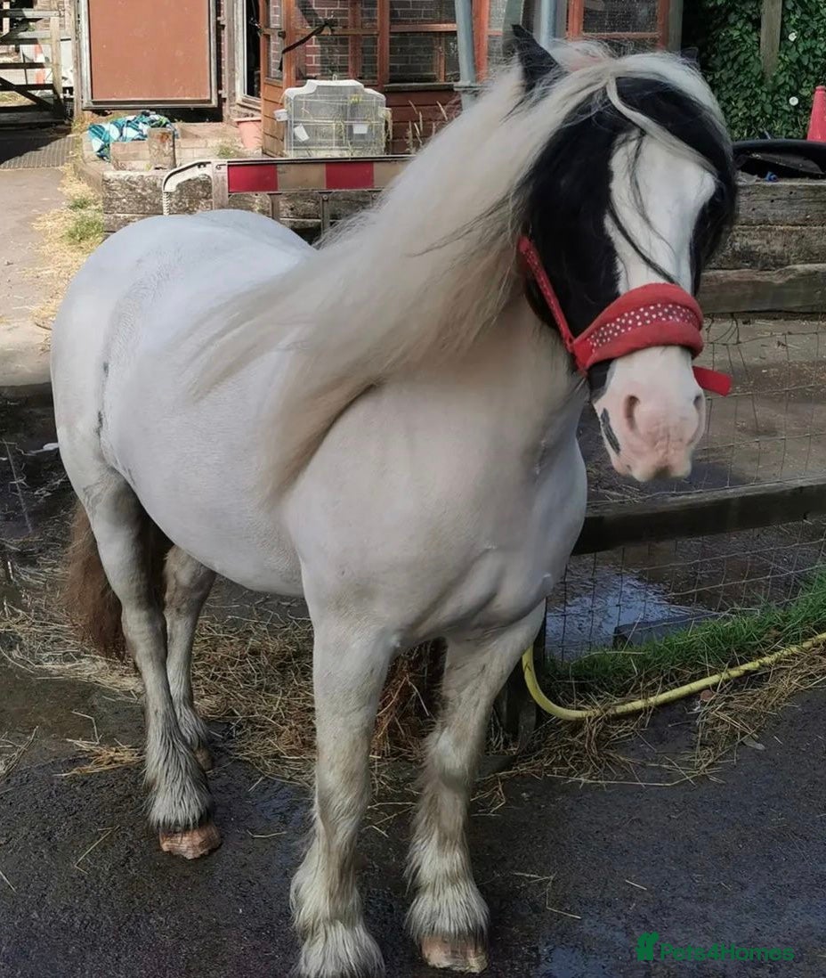 Irish Cob horses Lovely poppet 13hh - Advert 2