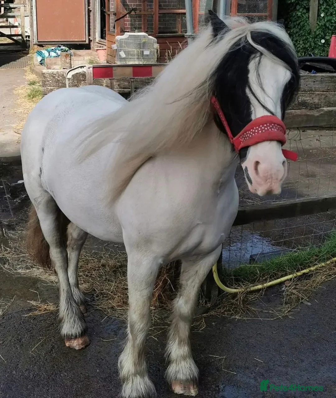 Irish Cob horses for sale: Lovely poppet 13hh - Advert 1