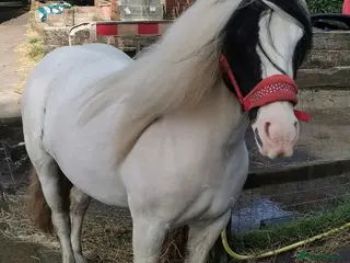 Irish Cob horses Lovely poppet 13hh - Advert 2