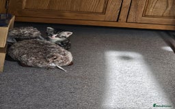 Mixed Breed cats for sale: Chinchilla Persian cross kittens  - Image 16