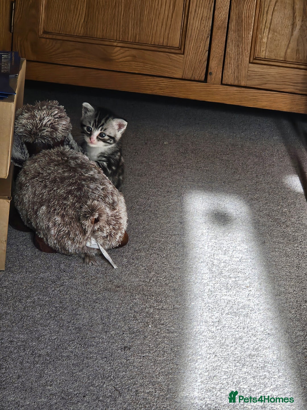 Mixed Breed cats for sale: Chinchilla Persian cross kittens  - Image 16