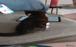 Mixed Breed cats for sale: Female kitten - Image 21