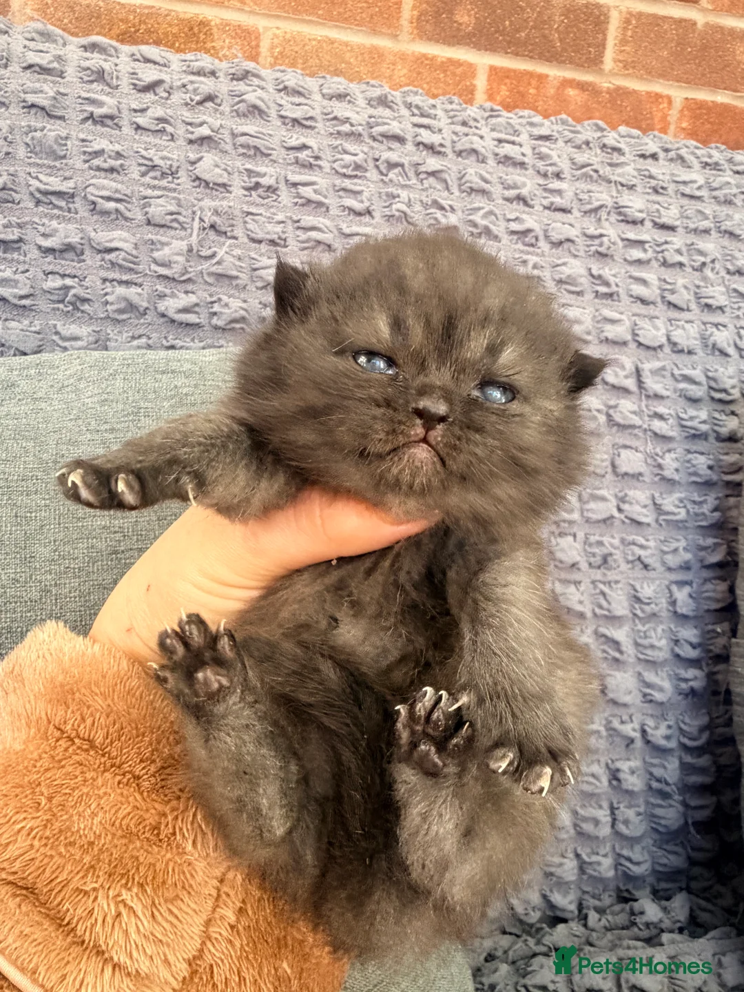Scottish Fold cats for sale: Scottish fold❤️❤️❤️❤️ - Advert 8