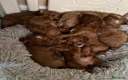 Cavapoo dogs for sale: Merlesque ⭐️⭐️⭐️⭐️⭐️F1 Cavapoos 200 DNA - Image 7