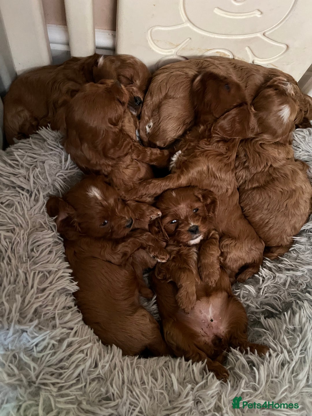 Cavapoo dogs for sale: Merlesque ⭐️⭐️⭐️⭐️⭐️F1 Cavapoos 200 DNA - Image 7