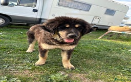 Tibetan Mastiff dogs for sale: Tibetan Mastiff pup - 6 Months old - Image 3