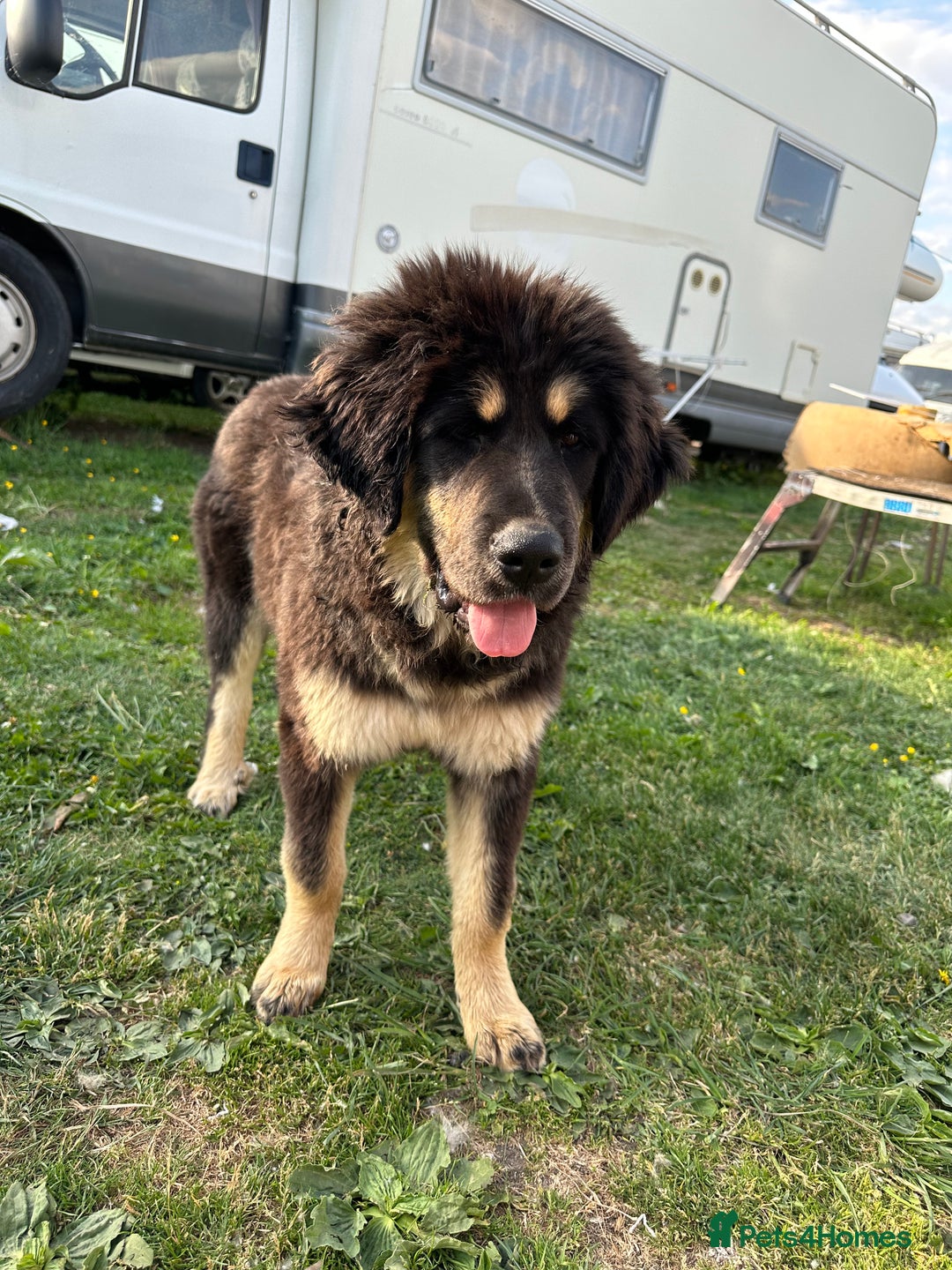Tibetan Mastiff dogs for sale: Tibetan Mastiff pup - 6 Months old - Image 3