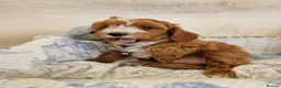Cavapoo dogs for sale: 💖BEAUTIFUL LICENSED-BRED CAVAPOOS💖 - Advert 36