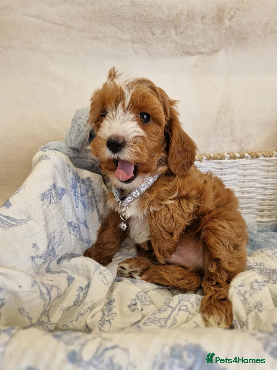 Cavapoo dogs for sale: 💖BEAUTIFUL LICENSED-BRED CAVAPOOS💖 - Advert 36
