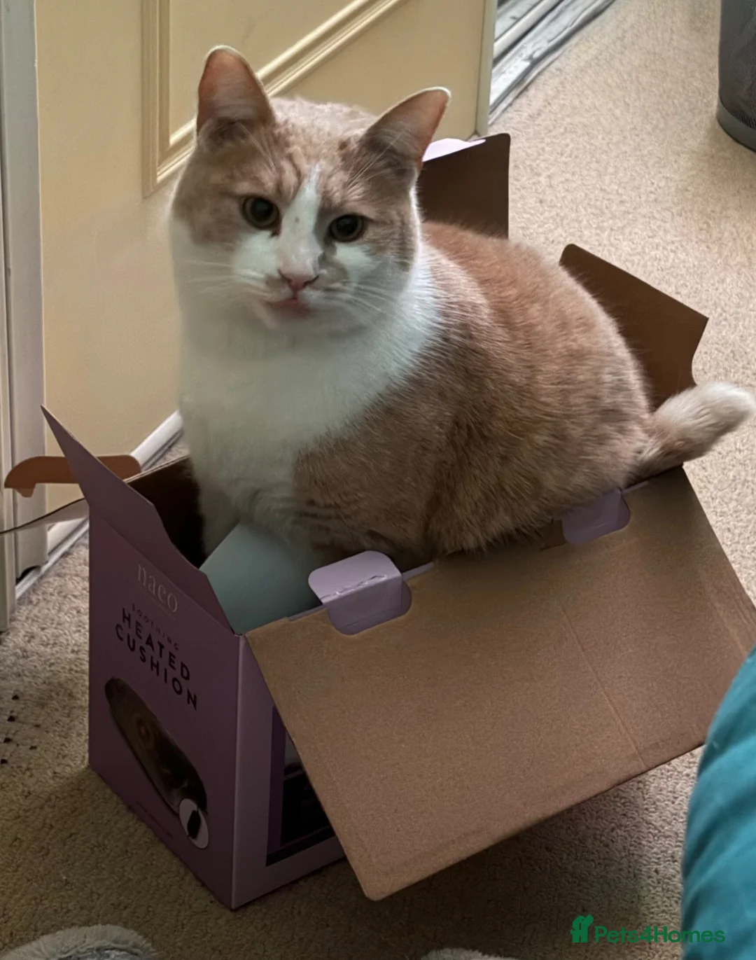 Mixed Breed cats for sale: 3yr old Ginger & White M in need of a loving home in Chatteris - Advert 2